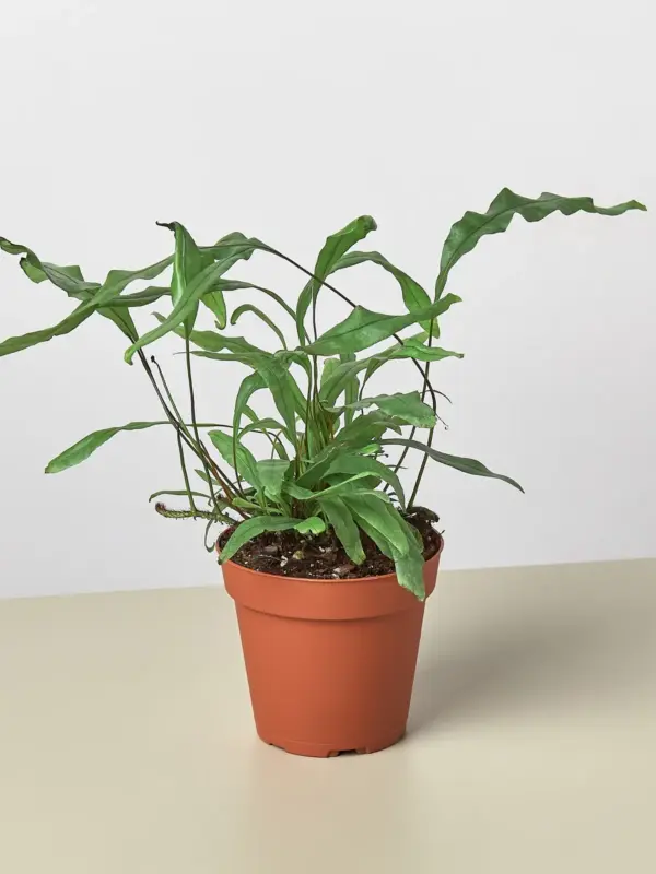 Fern 'Kangaroo Paw' — additional view