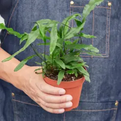 Fern 'Kangaroo Paw' — additional view