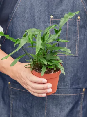Fern 'Kangaroo Paw' — additional view