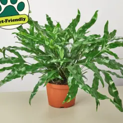 Fern 'Kangaroo Paw' — additional view