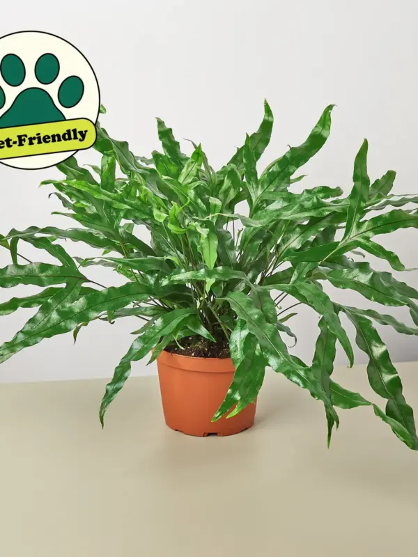 Fern 'Kangaroo Paw' — additional view