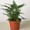 Korean Rock Fern houseplant