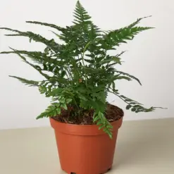Korean Rock Fern houseplant