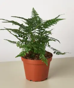 Korean Rock Fern houseplant