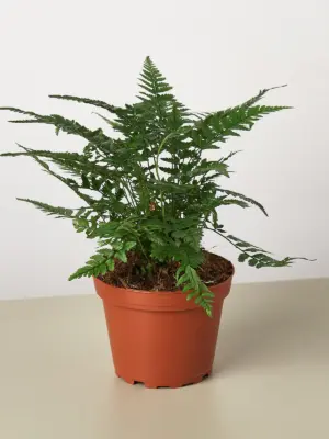 Korean Rock Fern houseplant