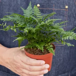 Korean Rock Fern — held in hand for size reference