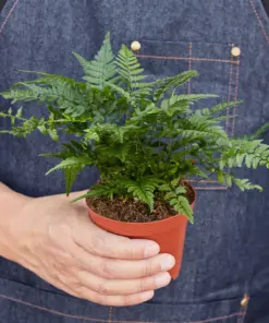 Korean Rock Fern — held in hand for size reference