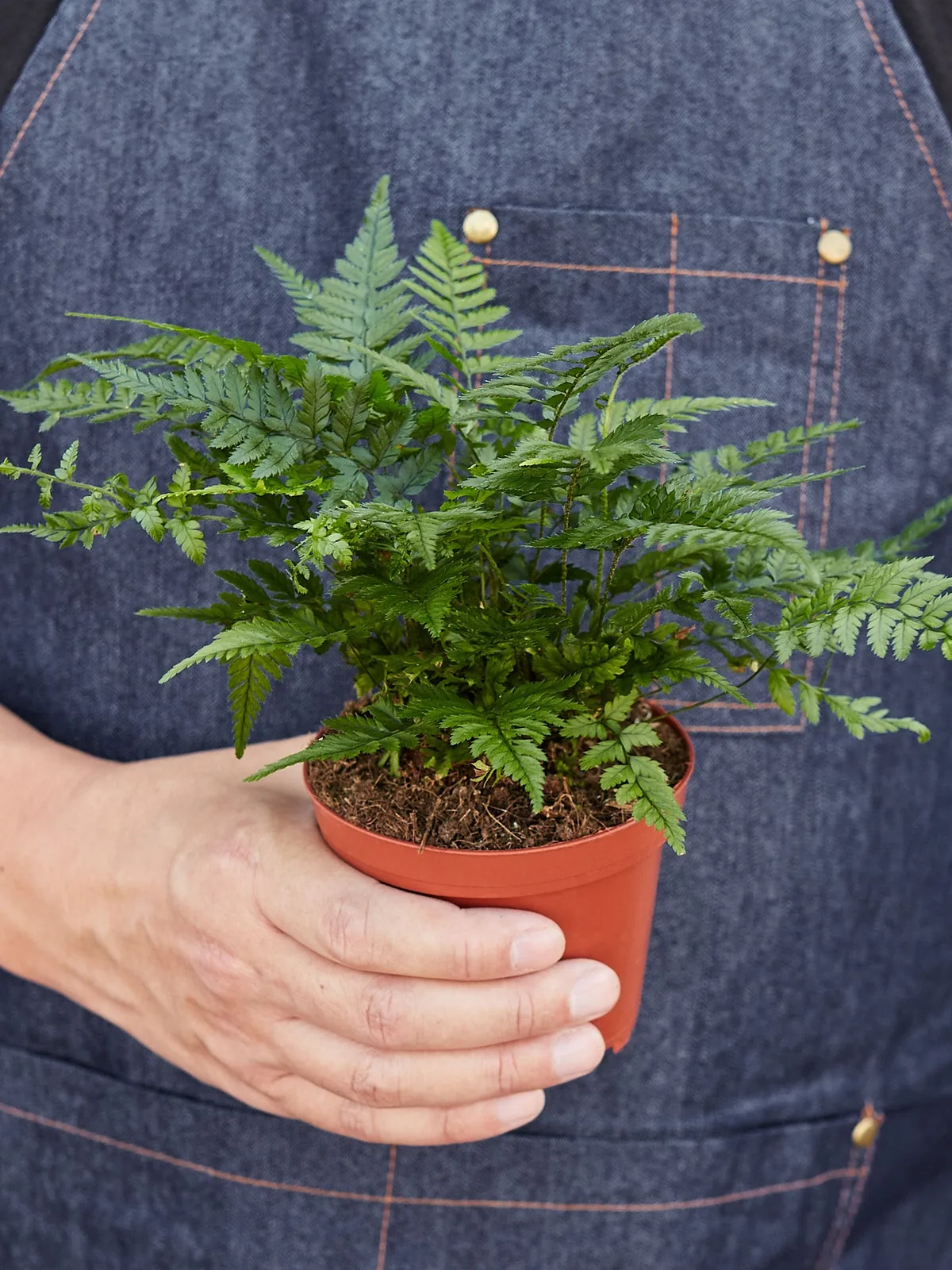 Korean Rock Fern — held in hand for size reference