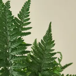 Korean Rock Fern — leaf detail close-up
