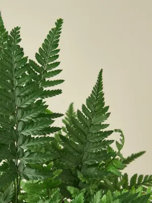 Korean Rock Fern — leaf detail close-up