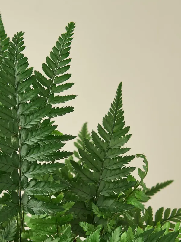 Korean Rock Fern — leaf detail close-up