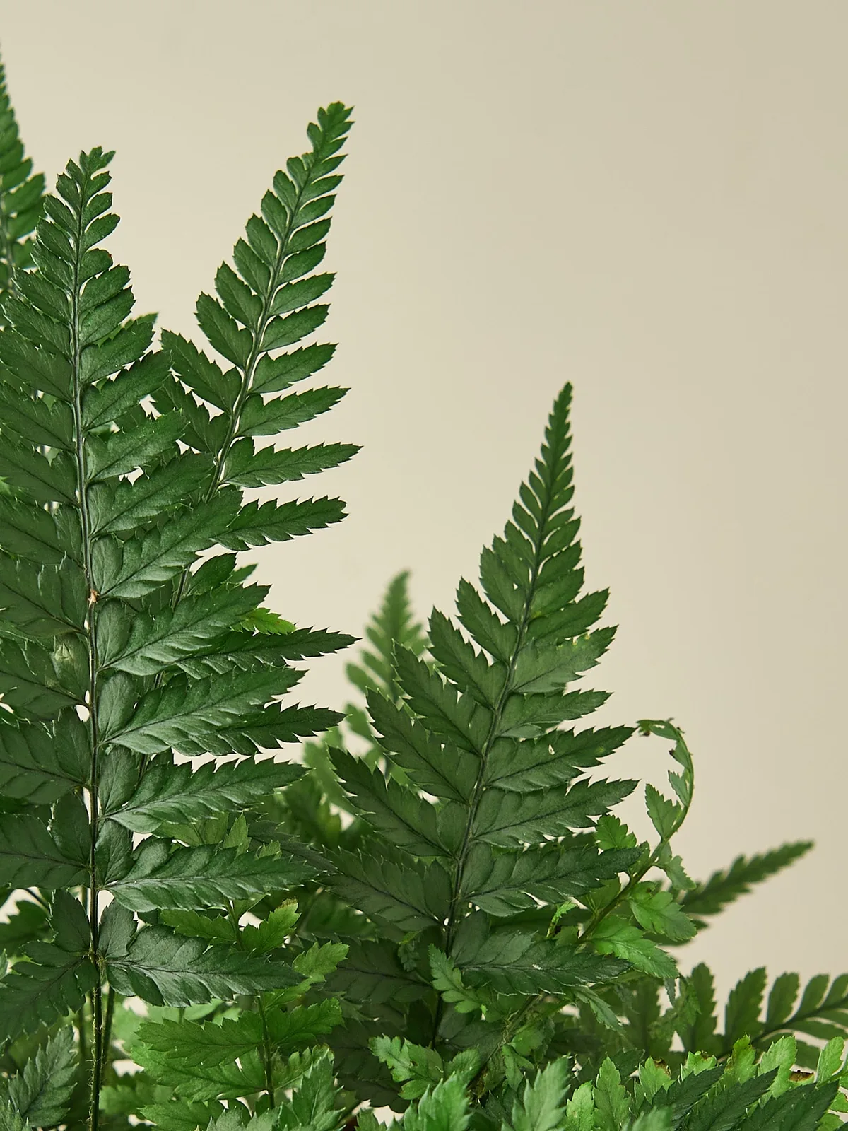 Korean Rock Fern — leaf detail close-up