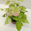 Fern Large Leaf Maidenhair houseplant