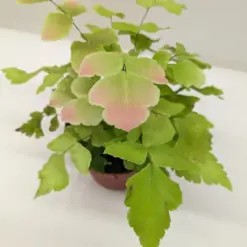 Fern Large Leaf Maidenhair houseplant