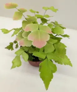 Fern Large Leaf Maidenhair houseplant