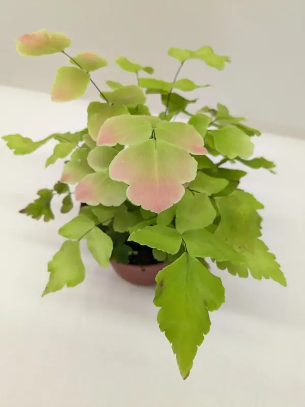 Fern Large Leaf Maidenhair houseplant