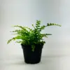 Lemon Button Fern houseplant