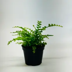 Lemon Button Fern houseplant