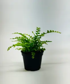 Lemon Button Fern houseplant