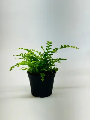 Lemon Button Fern houseplant