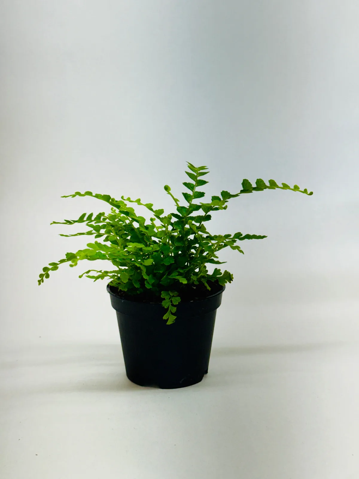 Lemon Button Fern houseplant