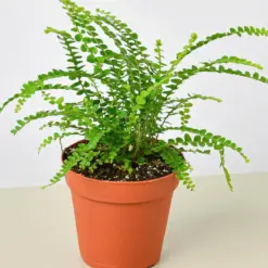 Lemon Button Fern — additional view