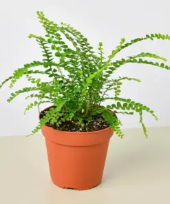 Lemon Button Fern — additional view