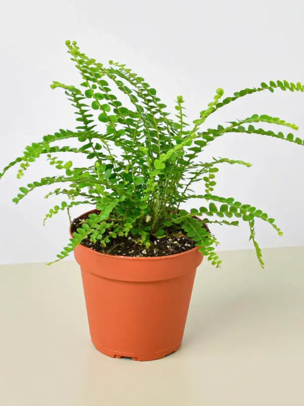 Lemon Button Fern — additional view