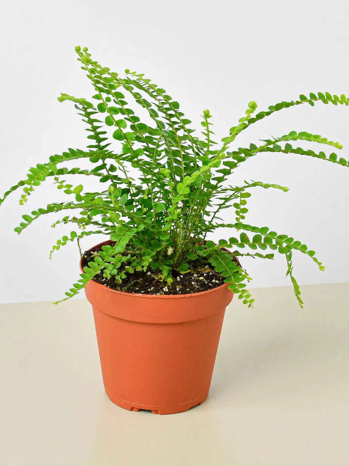 Lemon Button Fern — additional view