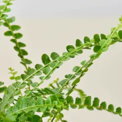 Lemon Button Fern — additional view