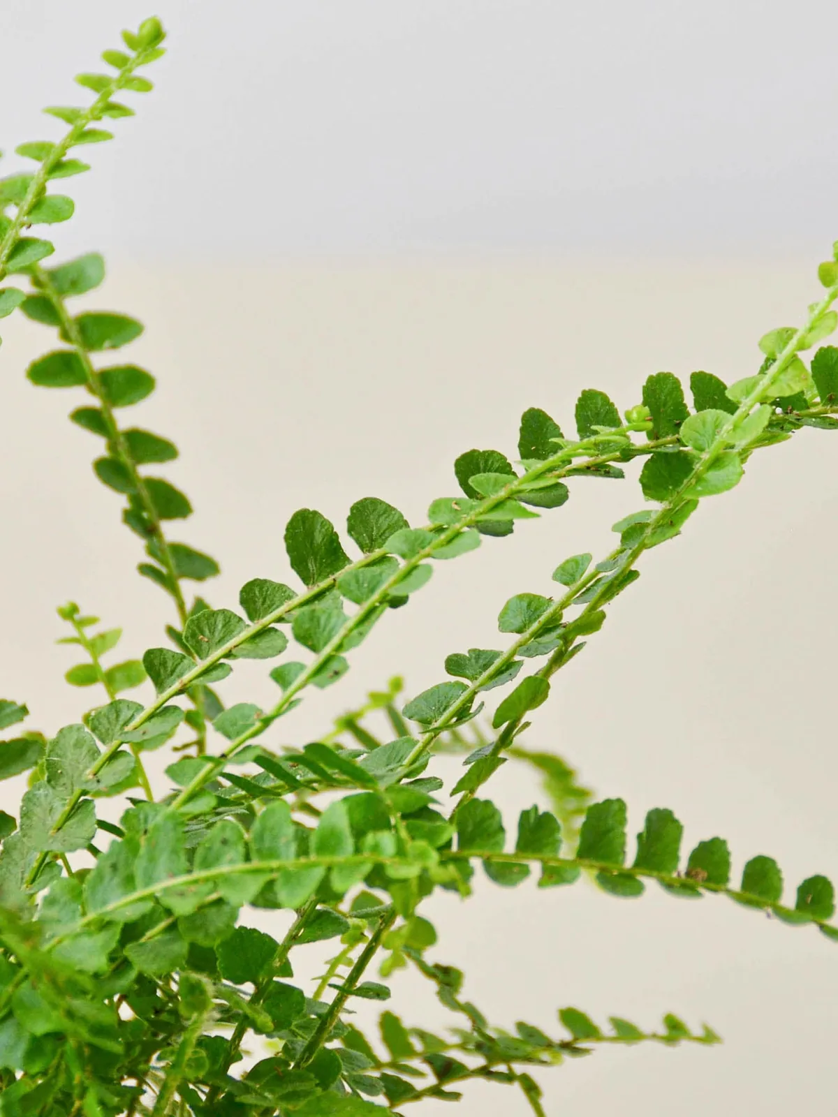 Lemon Button Fern — additional view