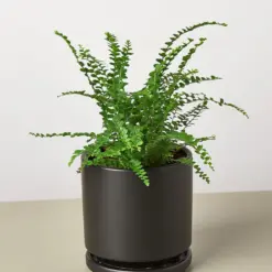 Lemon Button Fern — additional view