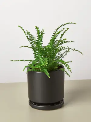 Lemon Button Fern — additional view