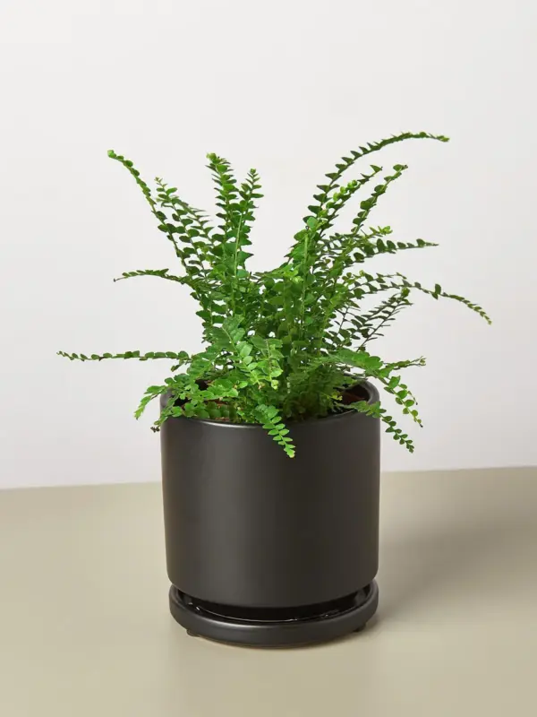 Lemon Button Fern — additional view