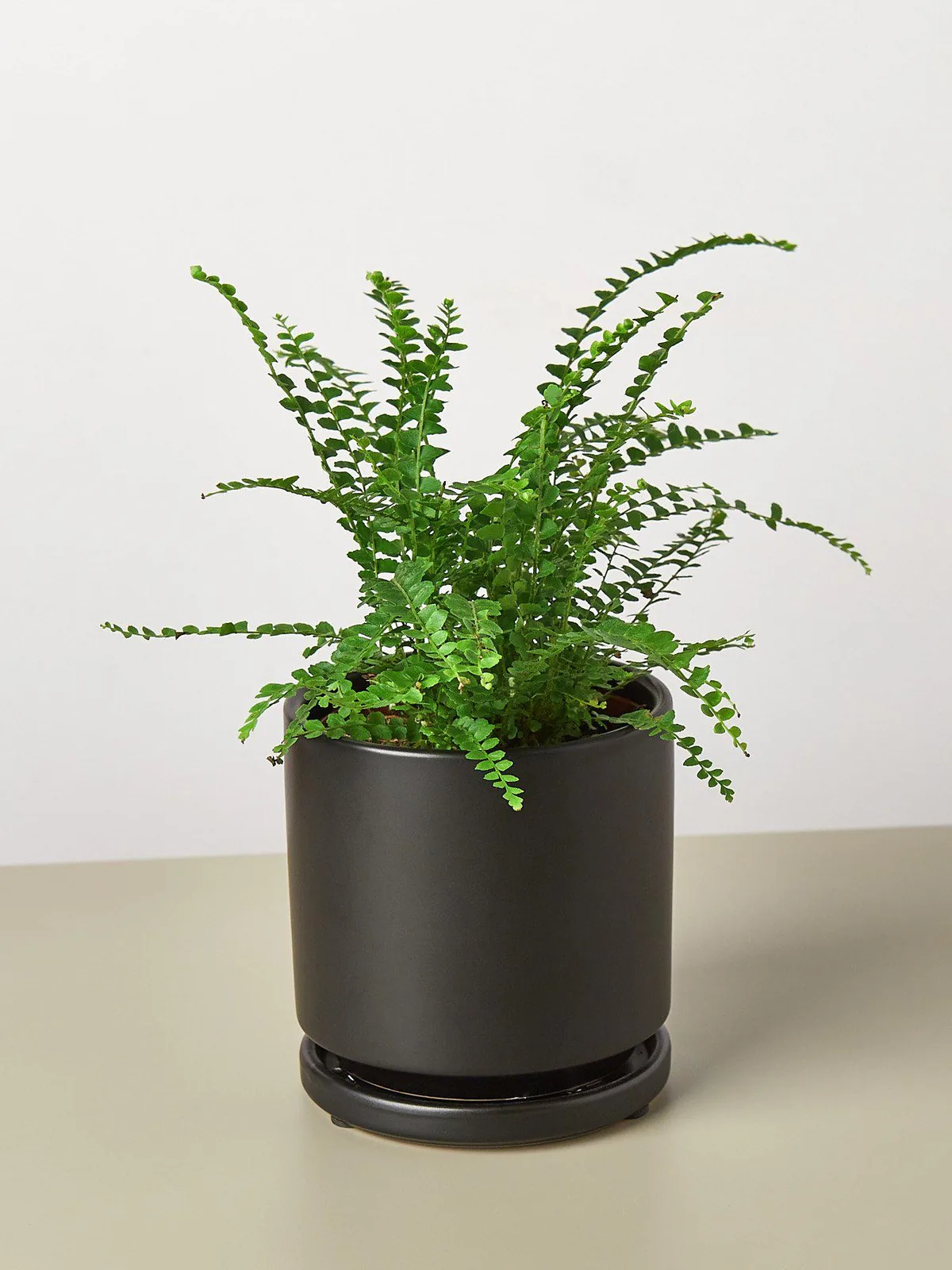 Lemon Button Fern — additional view