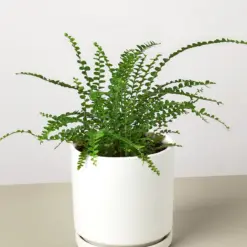 Lemon Button Fern — additional view