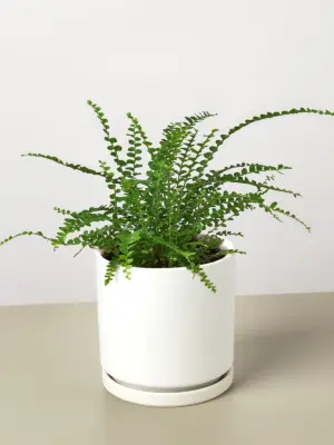 Lemon Button Fern — additional view