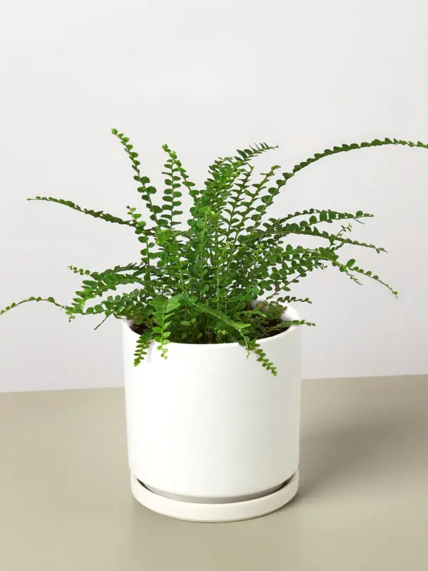 Lemon Button Fern — additional view