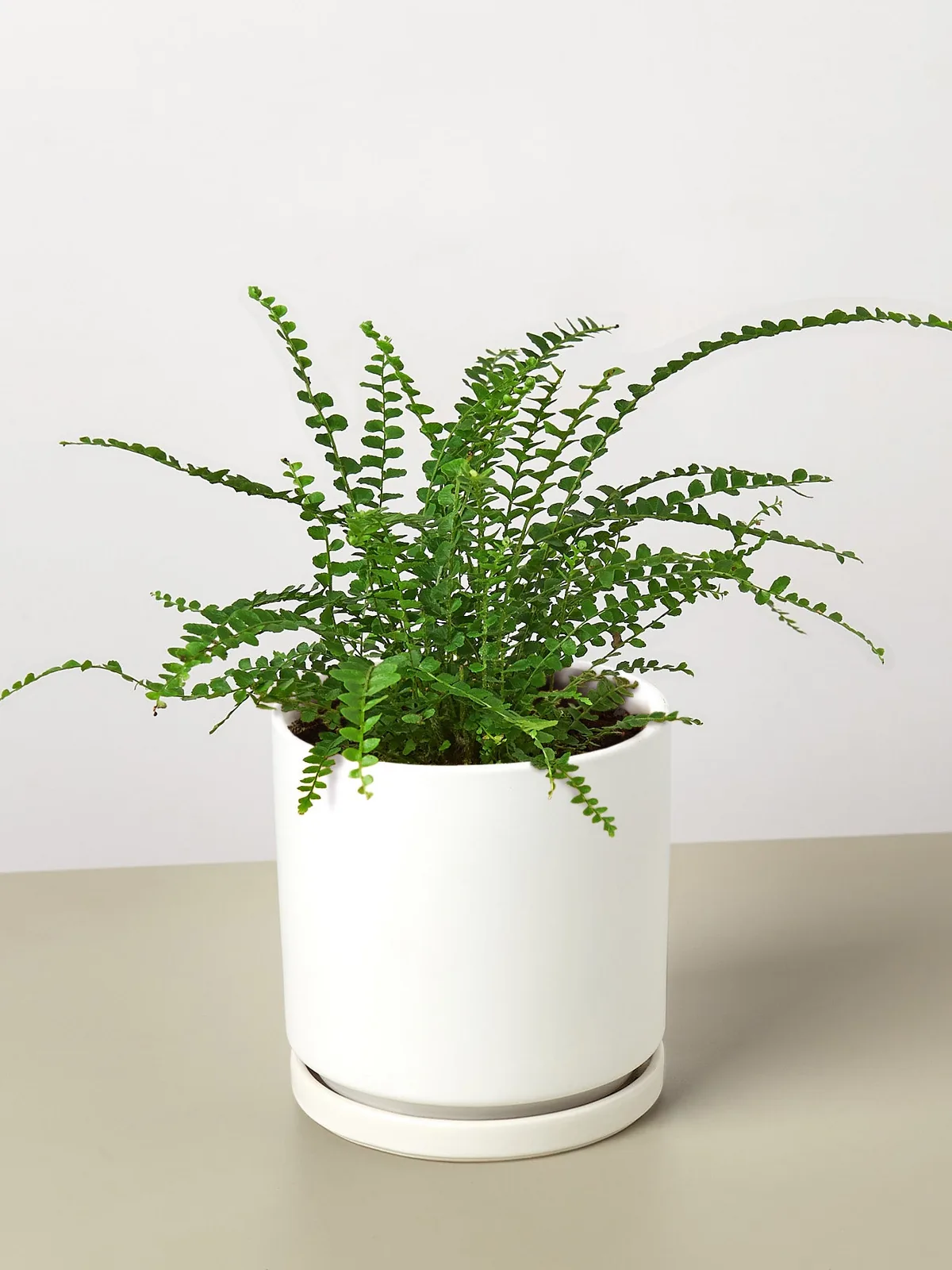 Lemon Button Fern — additional view