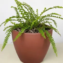 Lemon Button Fern — additional view