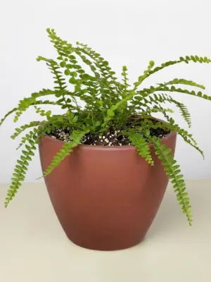 Lemon Button Fern — additional view