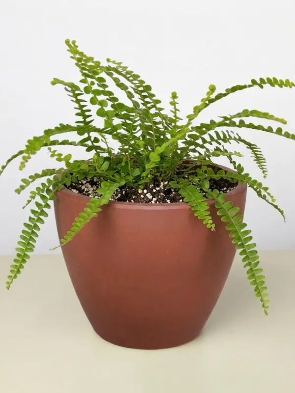 Lemon Button Fern — additional view