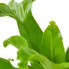 Bird's Nest 'Leslie' Fern houseplant