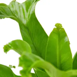 Bird's Nest 'Leslie' Fern houseplant