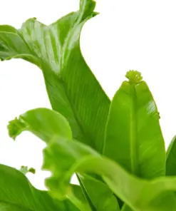 Bird's Nest 'Leslie' Fern houseplant
