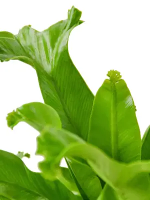 Bird's Nest 'Leslie' Fern houseplant