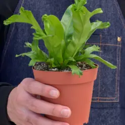 Bird's Nest 'Leslie' Fern — additional view