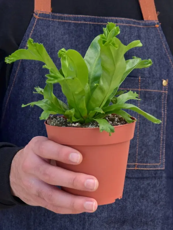 Bird's Nest 'Leslie' Fern — additional view