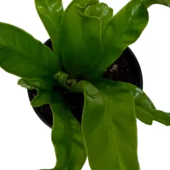 Bird's Nest 'Leslie' Fern — additional view