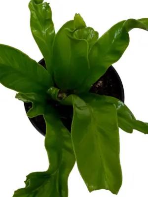 Bird's Nest 'Leslie' Fern — additional view